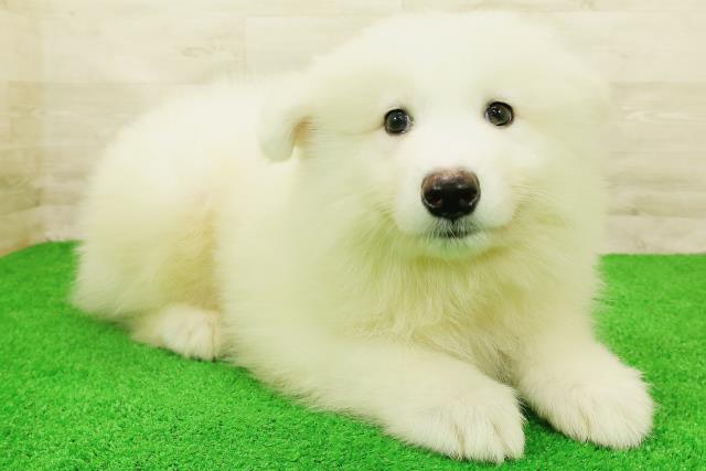 福井県のサモエド (Coo&RIKU福井店/2026年7月26日生まれ/男の子/ホワイト)の子犬の3枚目の画像