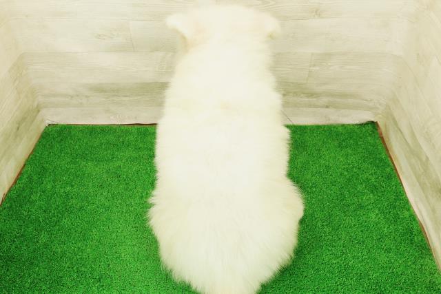 福井県のサモエド (Coo&RIKU福井店/2026年7月26日生まれ/男の子/ホワイト)の子犬の4枚目の画像