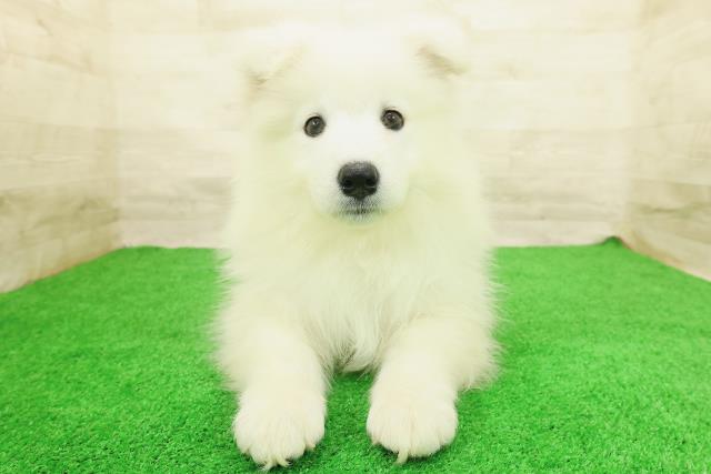 サモエド