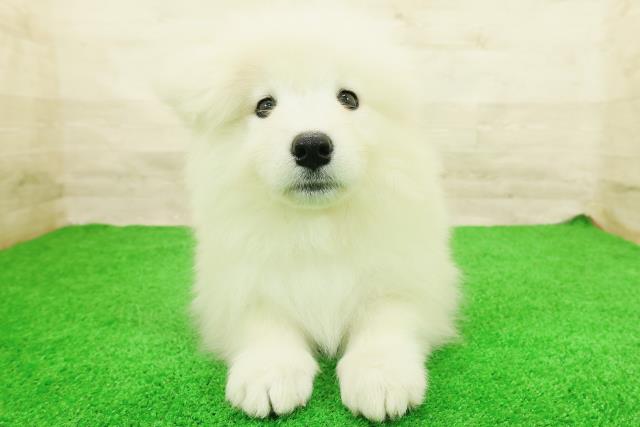 サモエド