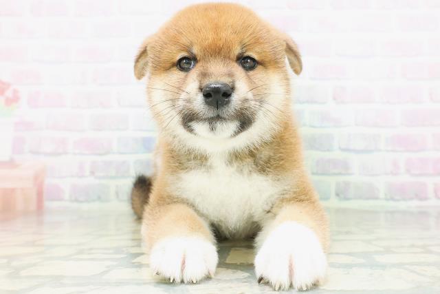 新潟県の柴犬(標準サイズ) (Coo&RIKU長岡店/2026年8月2日生まれ/男の子/赤)の子犬の1枚目の画像