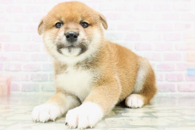 新潟県の柴犬(標準サイズ) (Coo&RIKU長岡店/2026年8月2日生まれ/男の子/赤)の子犬の2枚目の画像