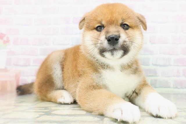 新潟県の柴犬(標準サイズ) (Coo&RIKU長岡店/2026年8月2日生まれ/男の子/赤)の子犬の3枚目の画像