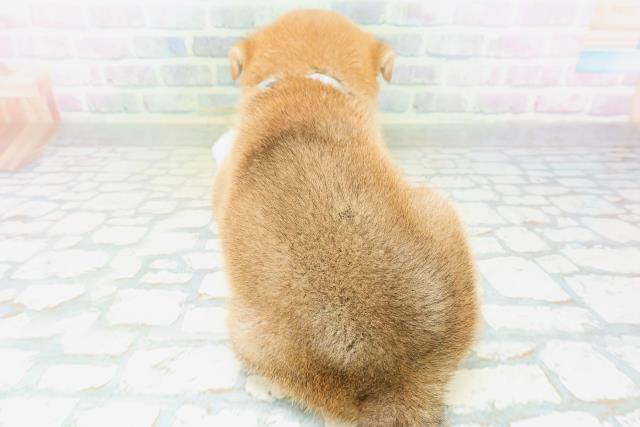 新潟県の柴犬(標準サイズ) (Coo&RIKU長岡店/2026年8月2日生まれ/男の子/赤)の子犬の4枚目の画像