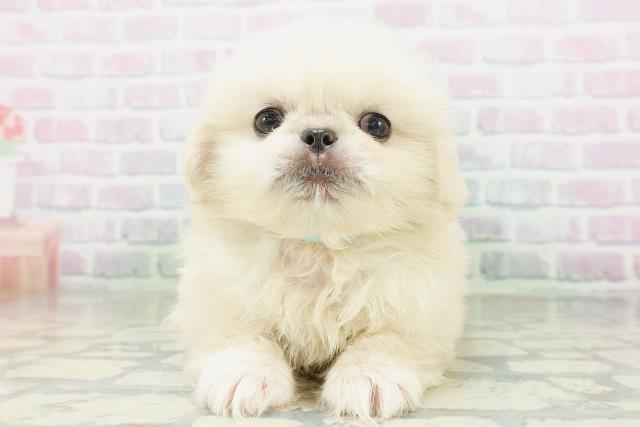新潟県のペキニーズ (Coo&RIKU新潟西店/2026年8月3日生まれ/男の子/クリーム)の子犬の1枚目の画像