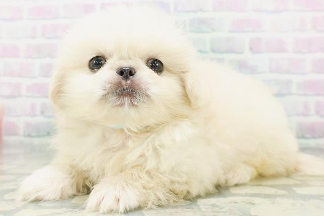新潟県のペキニーズ (Coo&RIKU新潟西店/2026年8月3日生まれ/男の子/クリーム)の子犬の2枚目の画像