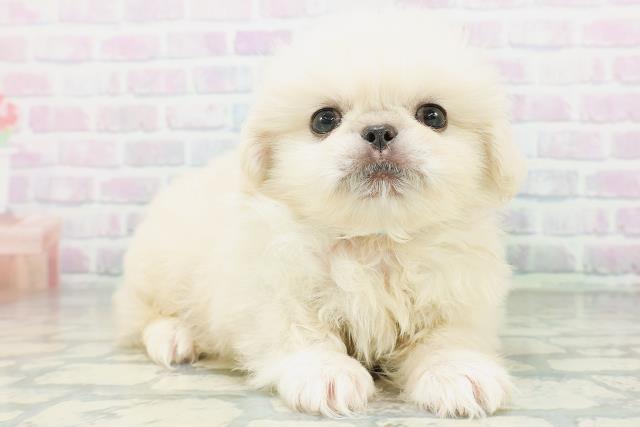 新潟県のペキニーズ (Coo&RIKU新潟西店/2026年8月3日生まれ/男の子/クリーム)の子犬の3枚目の画像