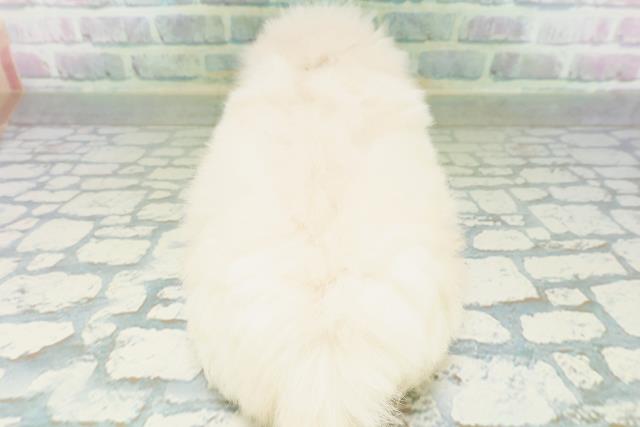 新潟県のペキニーズ (Coo&RIKU新潟西店/2026年8月3日生まれ/男の子/クリーム)の子犬の4枚目の画像