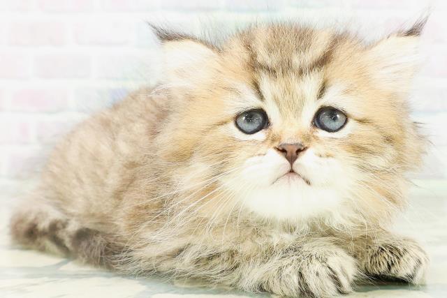 新潟県のペルシャ (Coo&RIKUイオンモール新発田店/2026年8月4日生まれ/男の子/チンチラゴールデン)の子猫の3枚目の画像