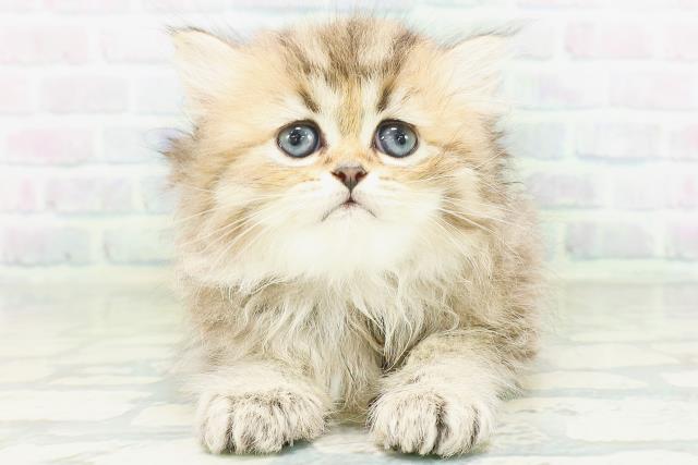 北海道のペルシャ (Coo&RIKU北見店/2026年8月4日生まれ/女の子/チンチラゴールデン)の子猫の1枚目の画像