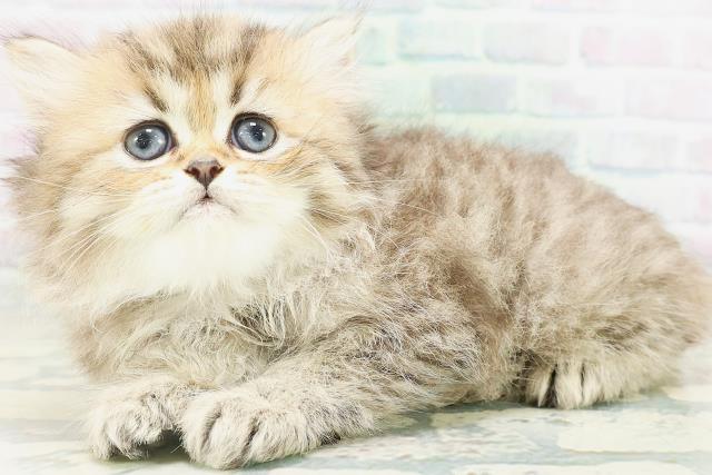 北海道のペルシャ (Coo&RIKU北見店/2026年8月4日生まれ/女の子/チンチラゴールデン)の子猫の2枚目の画像
