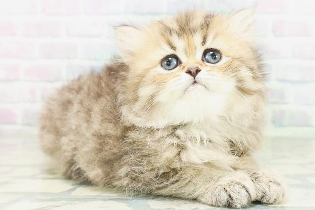 北海道のペルシャ (Coo&RIKU北見店/2026年8月4日生まれ/女の子/チンチラゴールデン)の子猫の3枚目の画像