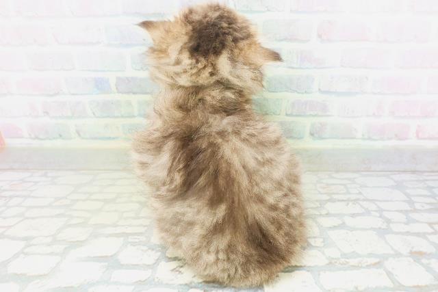 北海道のペルシャ (Coo&RIKU北見店/2026年8月4日生まれ/女の子/チンチラゴールデン)の子猫の4枚目の画像