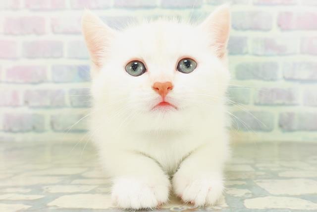 青森県のミヌエット (Coo&RIKU八戸店/2026年8月2日生まれ/男の子/レッドタビーホワイト)の子猫の1枚目の画像