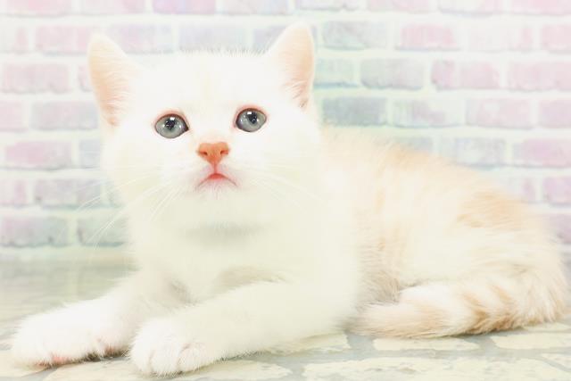 青森県のミヌエット (Coo&RIKU八戸店/2026年8月2日生まれ/男の子/レッドタビーホワイト)の子猫の2枚目の画像