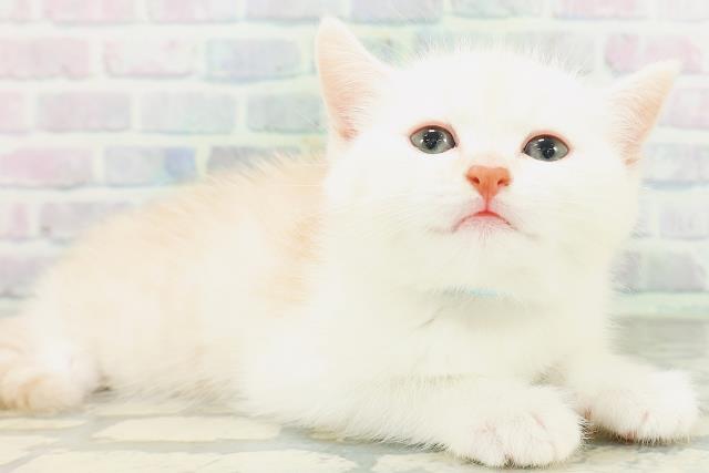 青森県のミヌエット (Coo&RIKU八戸店/2026年8月2日生まれ/男の子/レッドタビーホワイト)の子猫の3枚目の画像