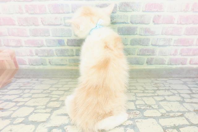 青森県のミヌエット (Coo&RIKU八戸店/2026年8月2日生まれ/男の子/レッドタビーホワイト)の子猫の4枚目の画像