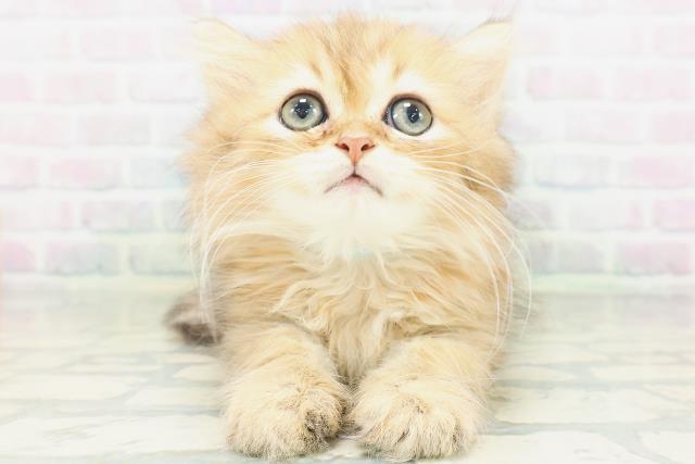 福井県のペルシャ (Coo&RIKU福井店/2026年7月18日生まれ/男の子/チンチラゴールデン)の子猫の1枚目の画像
