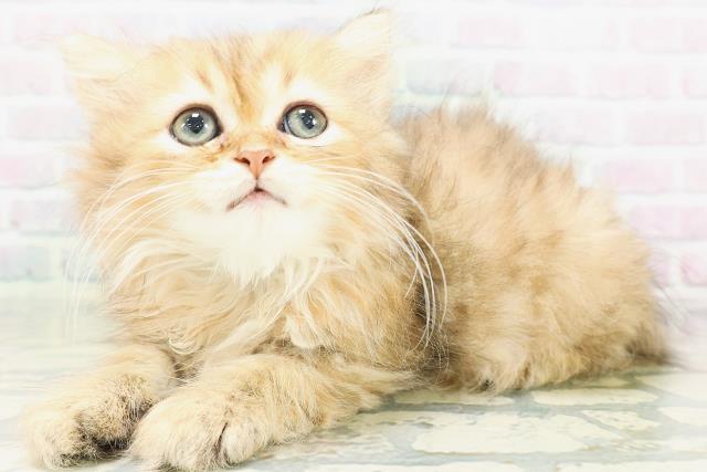 福井県のペルシャ (Coo&RIKU福井店/2026年7月18日生まれ/男の子/チンチラゴールデン)の子猫の2枚目の画像