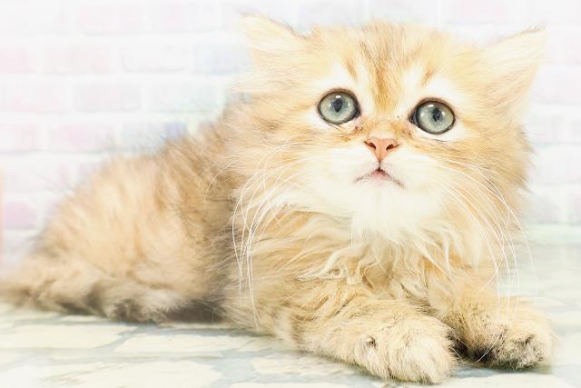 福井県のペルシャ (Coo&RIKU福井店/2026年7月18日生まれ/男の子/チンチラゴールデン)の子猫の3枚目の画像