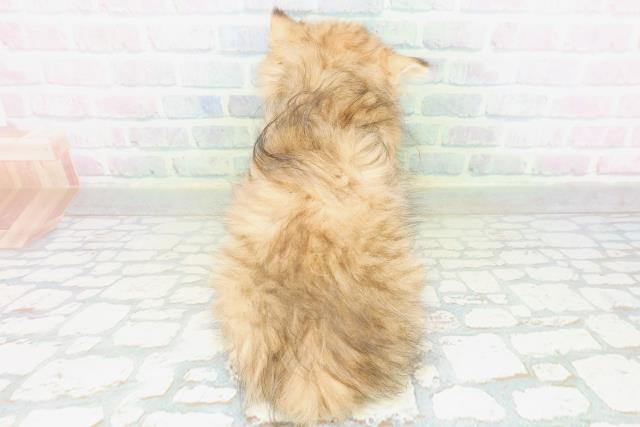 福井県のペルシャ (Coo&RIKU福井店/2026年7月18日生まれ/男の子/チンチラゴールデン)の子猫の4枚目の画像