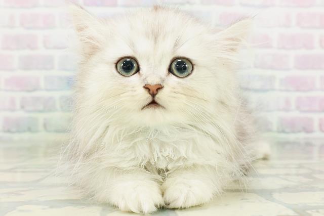 東京都のペルシャ (Coo&RIKU新小岩店/2026年7月18日生まれ/男の子/チンチラシルバー)の子猫の1枚目の画像