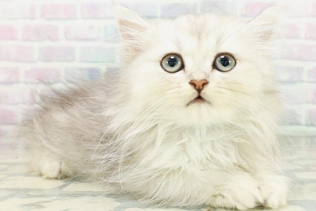東京都のペルシャ (Coo&RIKU新小岩店/2026年7月18日生まれ/男の子/チンチラシルバー)の子猫の3枚目の画像