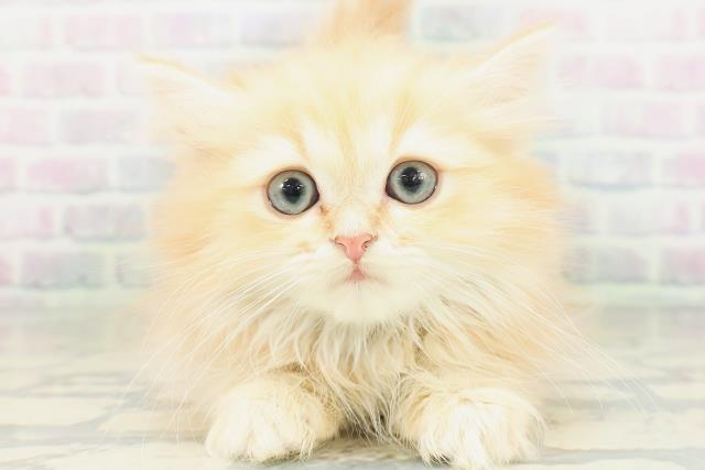 新潟県のミヌエット (Coo&RIKU新潟東店/2026年8月1日生まれ/男の子/レッドタビー)の子猫の1枚目の画像