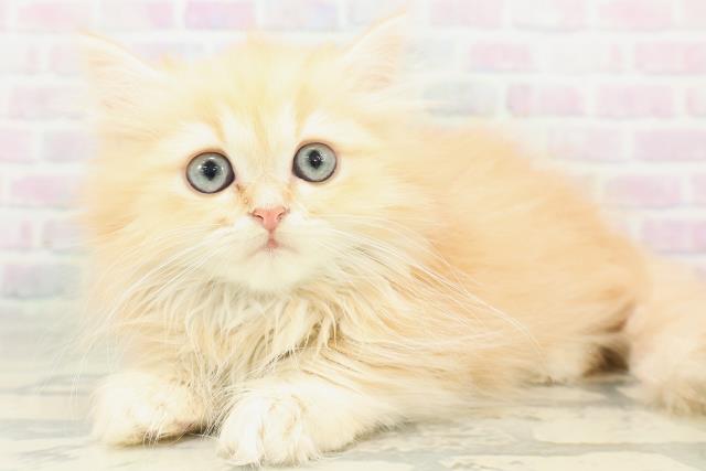 新潟県のミヌエット (Coo&RIKU新潟東店/2026年8月1日生まれ/男の子/レッドタビー)の子猫の2枚目の画像