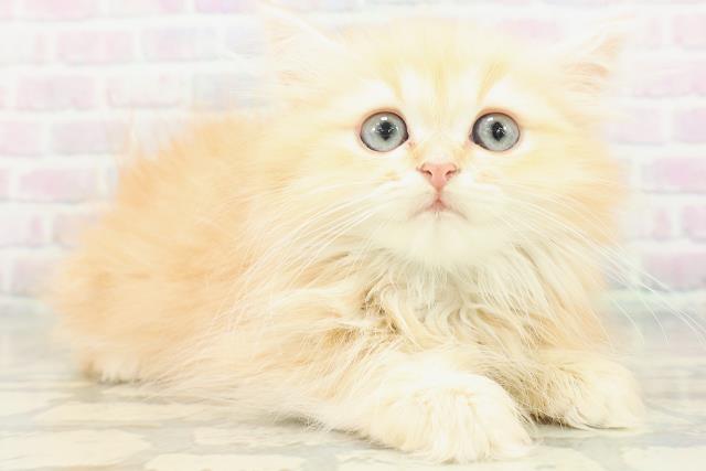 新潟県のミヌエット (Coo&RIKU新潟東店/2026年8月1日生まれ/男の子/レッドタビー)の子猫の3枚目の画像