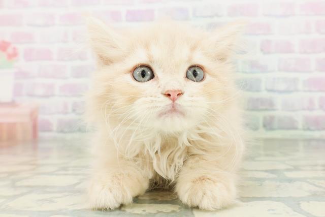 東京都のラガマフィン (Coo&RIKU広尾店/2026年8月3日生まれ/男の子/クリームタビー)の子猫の1枚目の画像