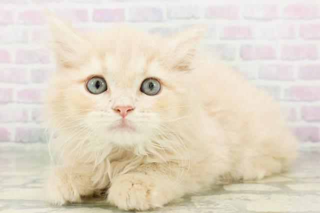 東京都のラガマフィン (Coo&RIKU広尾店/2026年8月3日生まれ/男の子/クリームタビー)の子猫の2枚目の画像