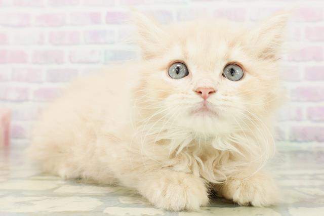 東京都のラガマフィン (Coo&RIKU広尾店/2026年8月3日生まれ/男の子/クリームタビー)の子猫の3枚目の画像