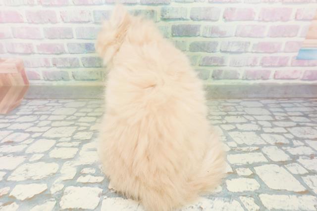 東京都のラガマフィン (Coo&RIKU広尾店/2026年8月3日生まれ/男の子/クリームタビー)の子猫の4枚目の画像