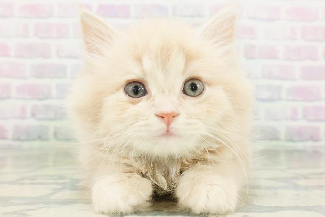東京都のラガマフィン (Coo&RIKU中野サンモール店/2026年8月3日生まれ/男の子/クリームタビー)の子猫の1枚目の画像
