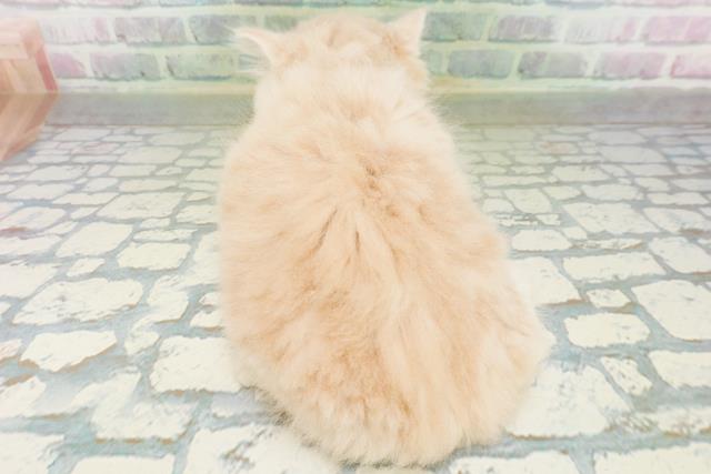東京都のラガマフィン (Coo&RIKU中野サンモール店/2026年8月3日生まれ/男の子/クリームタビー)の子猫の4枚目の画像
