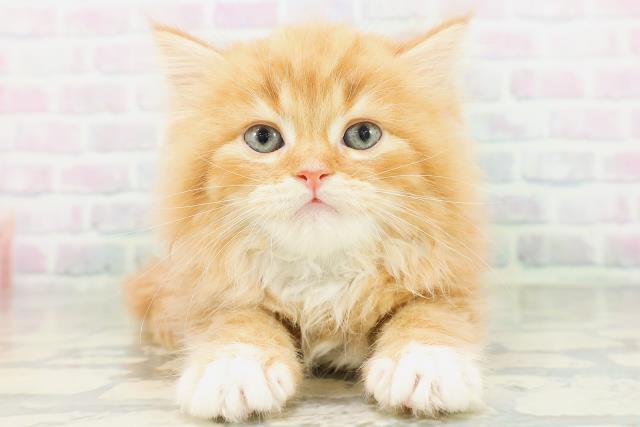 千葉県のラガマフィン (Coo&RIKU東船橋店/2026年8月3日生まれ/男の子/レッドタビーホワイト)の子猫の1枚目の画像