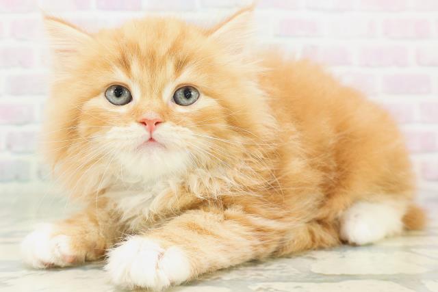 千葉県のラガマフィン (Coo&RIKU東船橋店/2026年8月3日生まれ/男の子/レッドタビーホワイト)の子猫の2枚目の画像