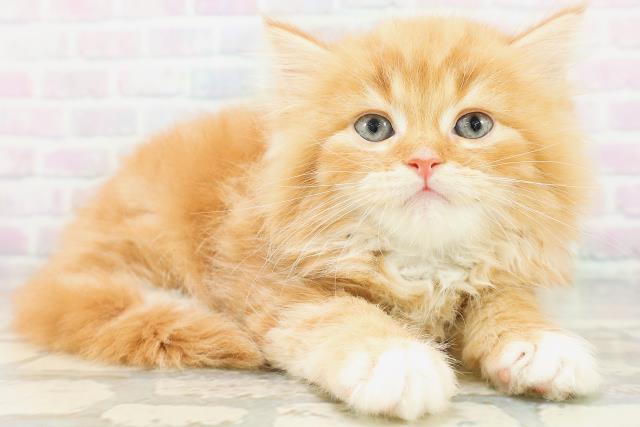 千葉県のラガマフィン (Coo&RIKU東船橋店/2026年8月3日生まれ/男の子/レッドタビーホワイト)の子猫の3枚目の画像