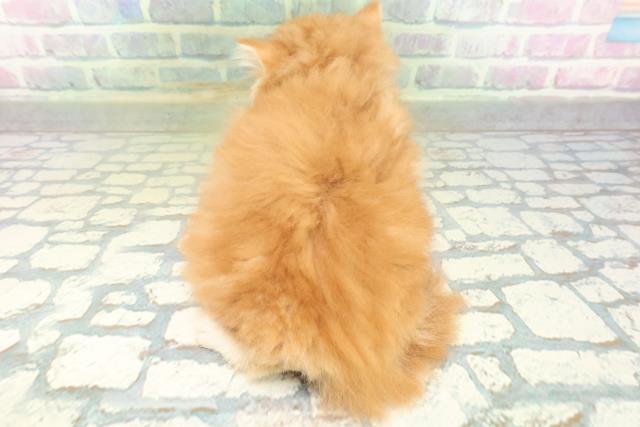 千葉県のラガマフィン (Coo&RIKU東船橋店/2026年8月3日生まれ/男の子/レッドタビーホワイト)の子猫の4枚目の画像
