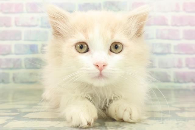 北海道のラガマフィン (Coo&RIKU旭川店/2026年8月3日生まれ/女の子/クリームタビーホワイト)の子猫の1枚目の画像