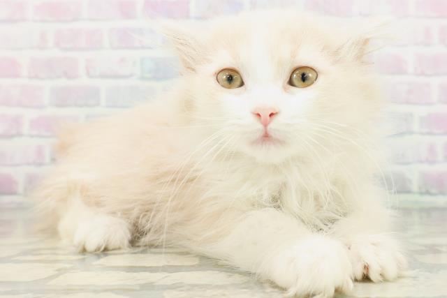 北海道のラガマフィン (Coo&RIKU旭川店/2026年8月3日生まれ/女の子/クリームタビーホワイト)の子猫の3枚目の画像