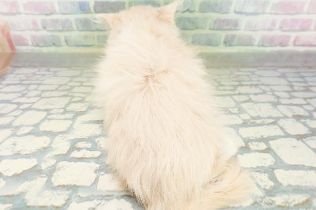 北海道のラガマフィン (Coo&RIKU旭川店/2026年8月3日生まれ/女の子/クリームタビーホワイト)の子猫の4枚目の画像