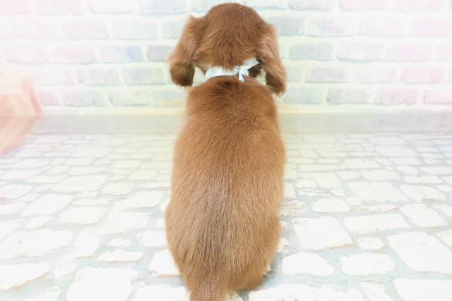 広島県のカニンヘンダックスフンド(ロング) (Coo&RIKUゆめタウン大竹店/2026年8月4日生まれ/男の子/チョコレートタン)の子犬の4枚目の画像