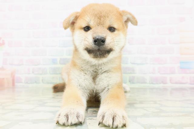 柴犬