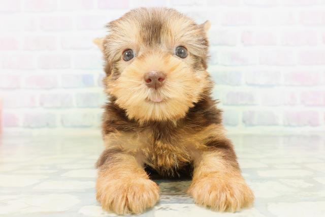 新潟県のヨークシャーテリア (Coo&RIKU長岡店/2026年8月4日生まれ/男の子/チョコレートタン)の子犬の1枚目の画像