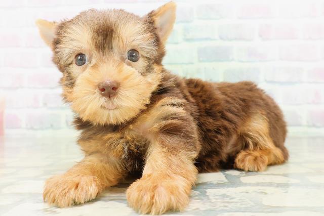 新潟県のヨークシャーテリア (Coo&RIKU長岡店/2026年8月4日生まれ/男の子/チョコレートタン)の子犬の2枚目の画像