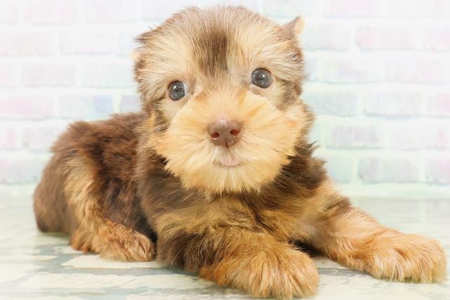 新潟県のヨークシャーテリア (Coo&RIKU長岡店/2026年8月4日生まれ/男の子/チョコレートタン)の子犬の3枚目の画像