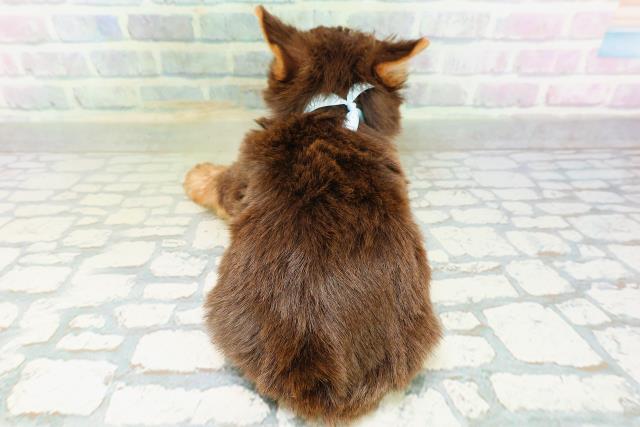 新潟県のヨークシャーテリア (Coo&RIKU長岡店/2026年8月4日生まれ/男の子/チョコレートタン)の子犬の4枚目の画像