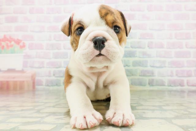 北海道のブルドッグ (Coo&RIKU札幌東店/2026年8月3日生まれ/女の子/ブリンドルホワイト)の子犬の1枚目の画像